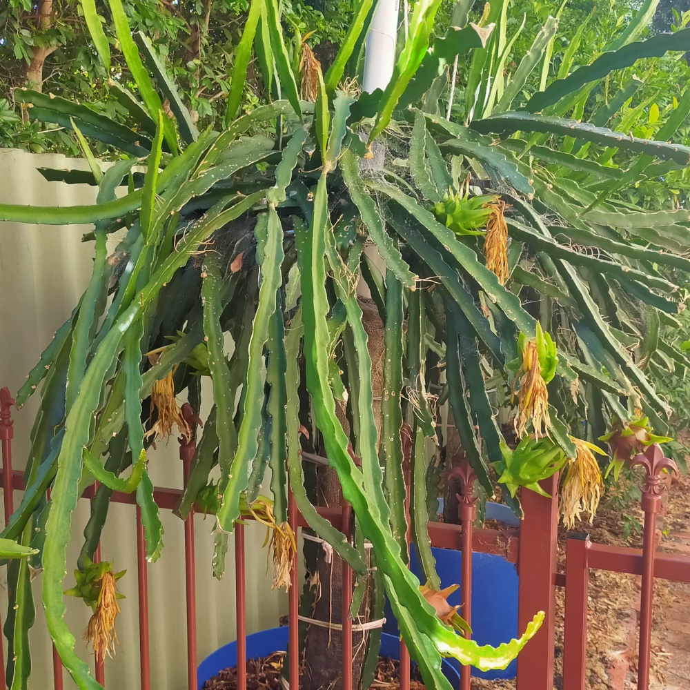 Picture of the whole plant